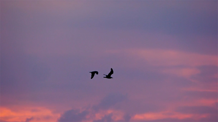 fc-video-holding-promo